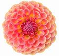 20th Avenue Softer Peach