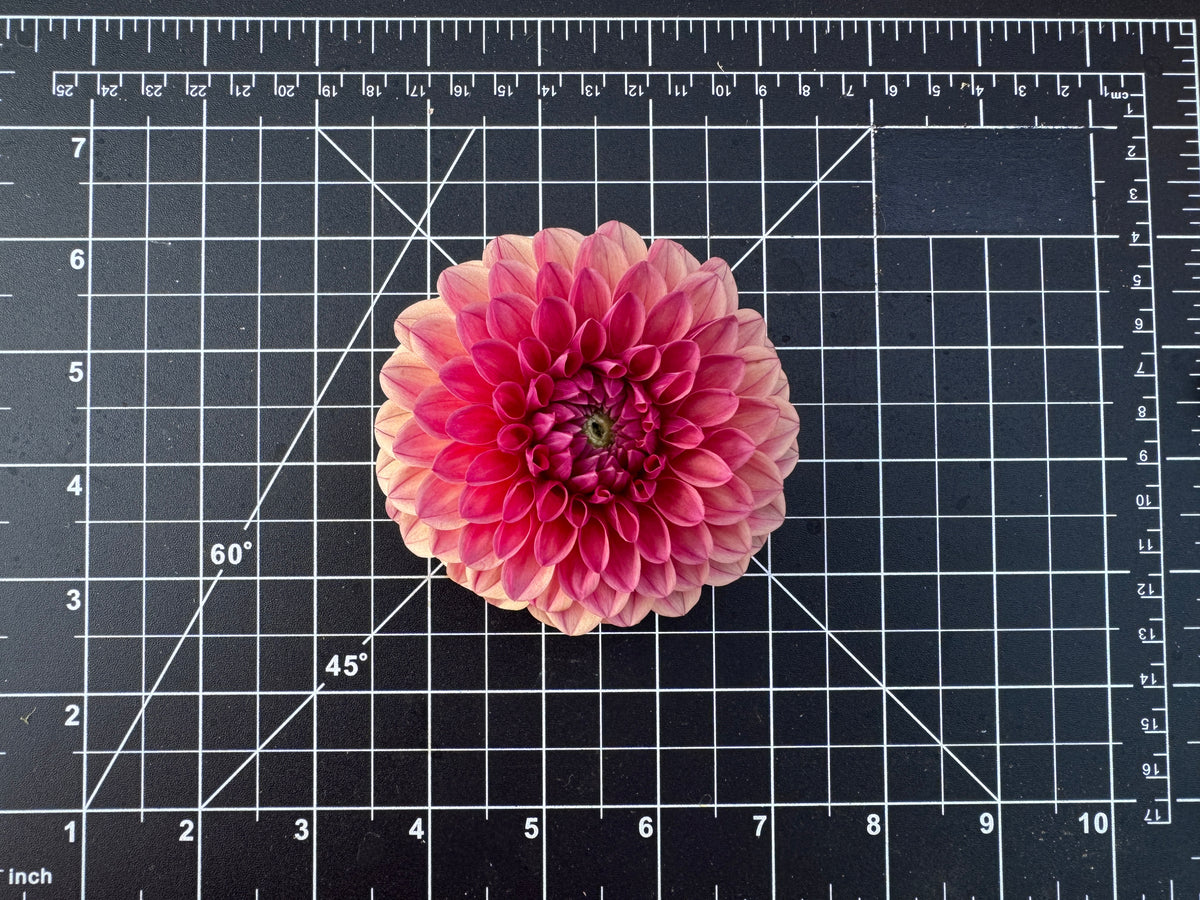 KA Blood Orange
