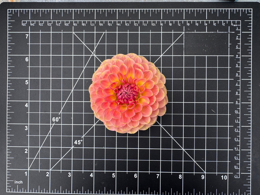 20th Avenue Softer Peach