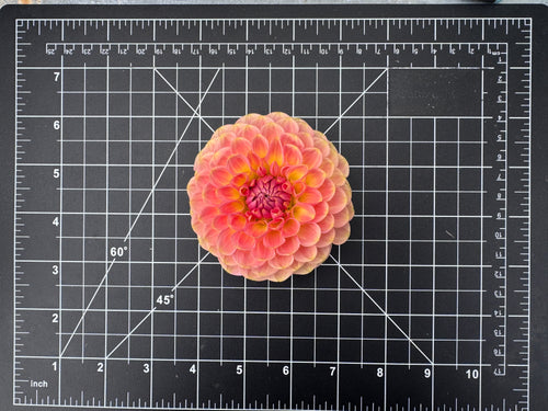 20th Avenue Softer Peach
