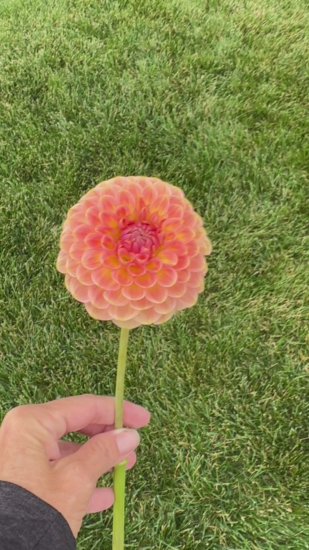 20th Avenue Softer Peach